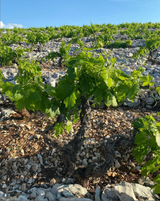 Vinas Mora Vinyards