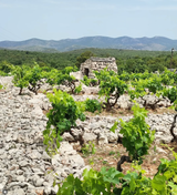 Vinas Mora Vinyards