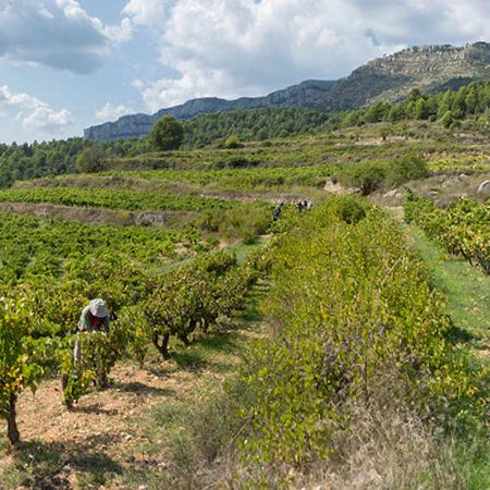 Spanish Natural Wines