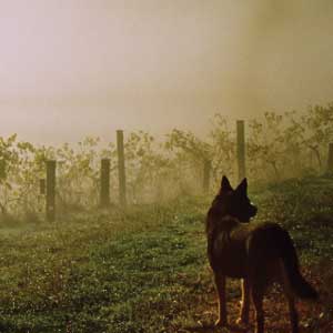 Australia - Land Down Under