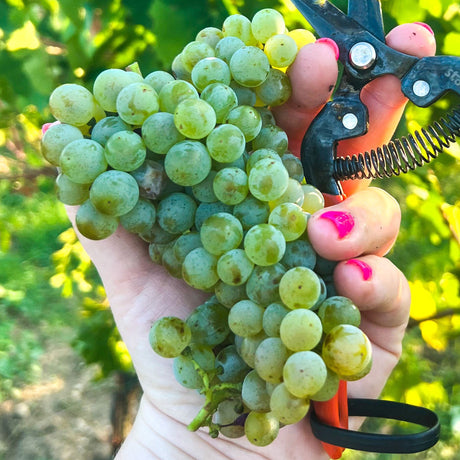 Pinot Gris - The Pink Skinned Grape