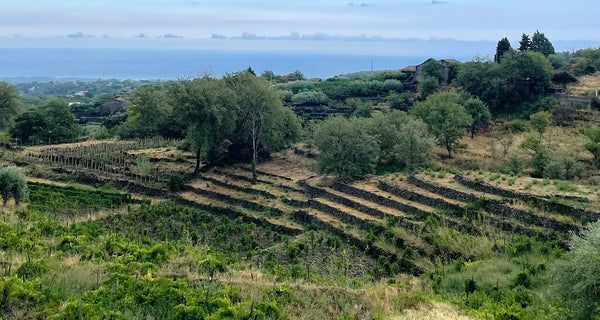 Fabio Signorelli Wine Etna