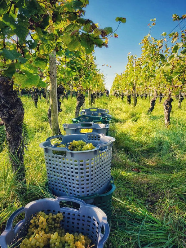 raspini wine