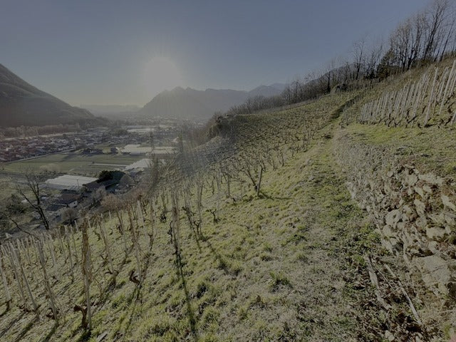 Steep terraced vineyard in Savoie above the Isère valley in winter